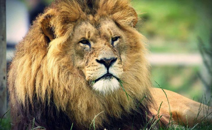 מאלף האריות – איך להיות יותר פרודוקטיבי בעבודה